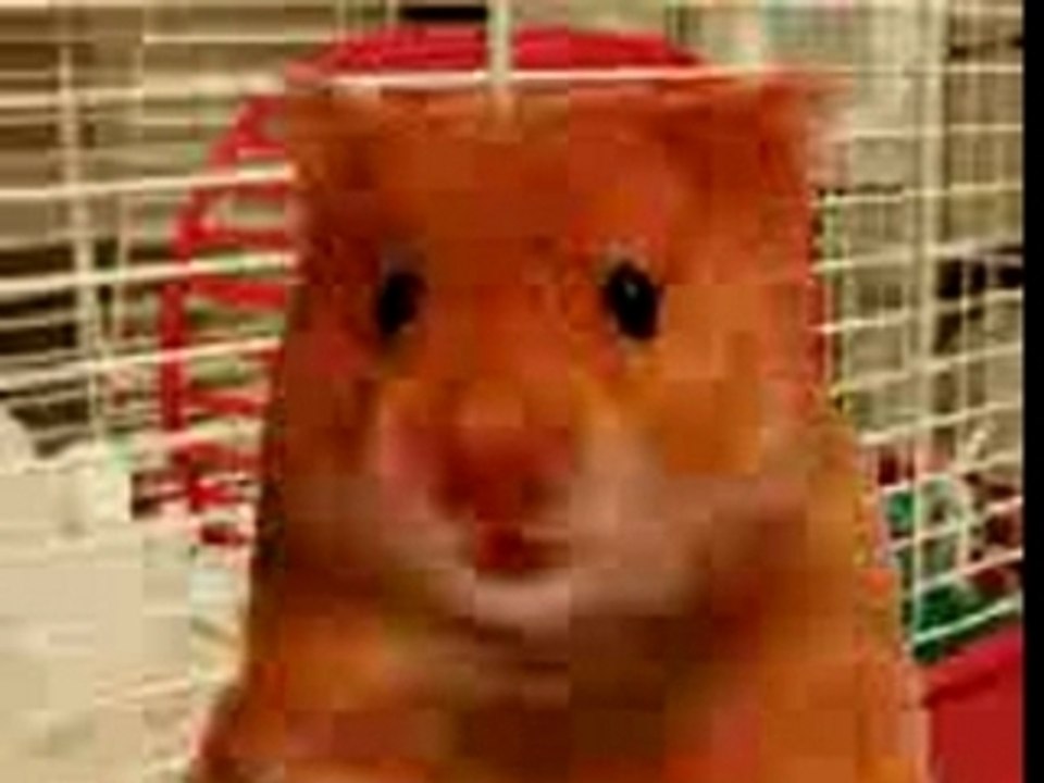 Hamster