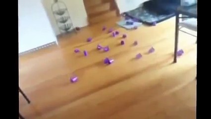 Funny Cats TOP Funny Cats Compilation Crazy Angry Funniest Videos Ever New 2013 2014