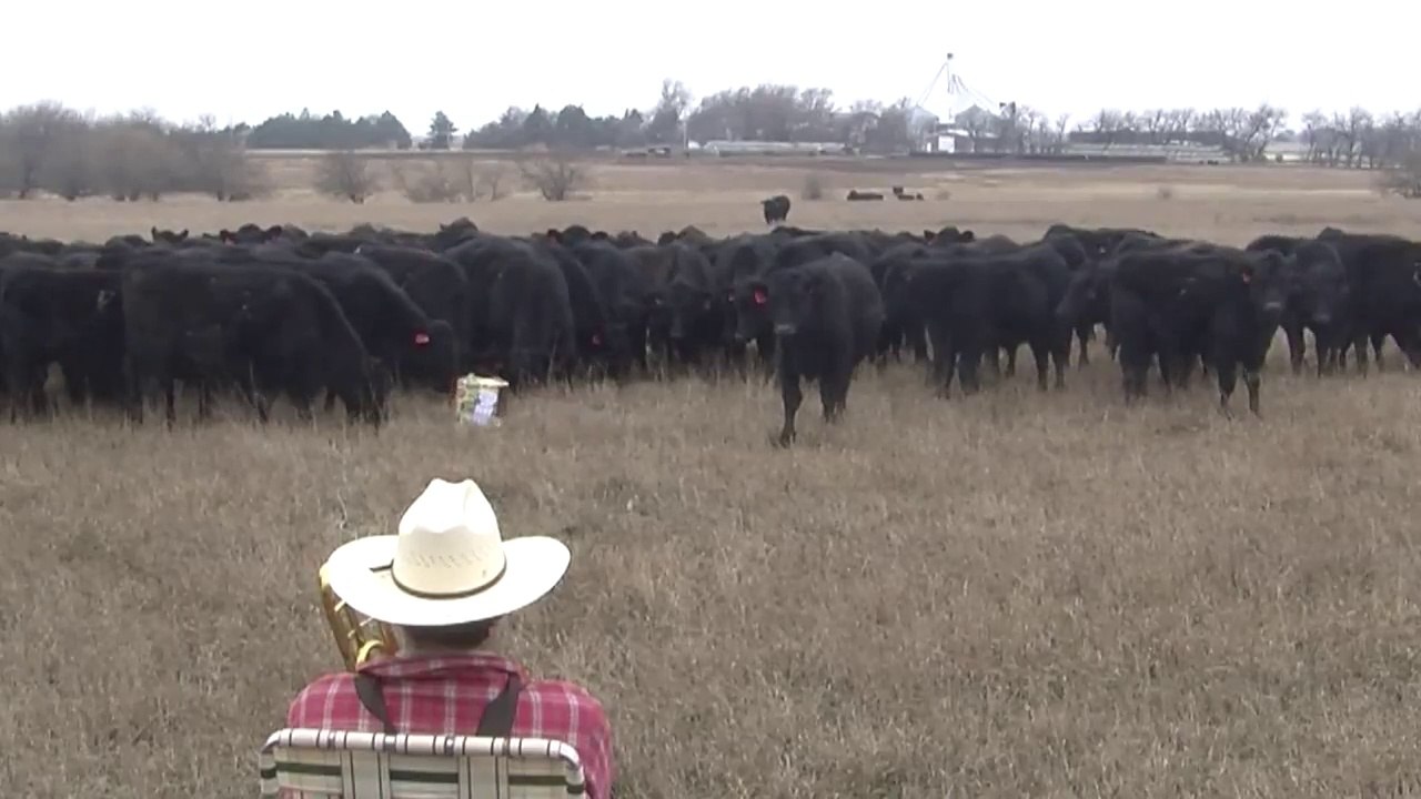 Jouer Jingle Bells pour attirer ses vaches! Fermier et vaches mélomanes!