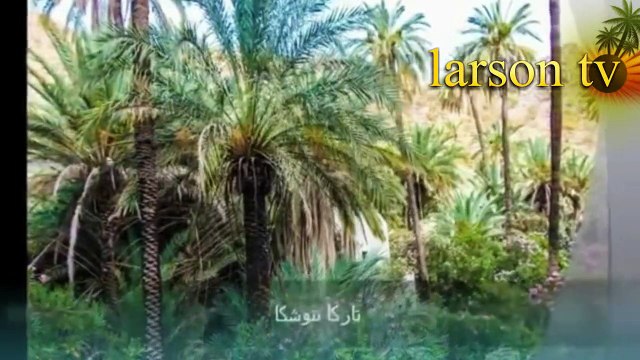 oasis TARGUA NTOUCHKA chtouka ait baha