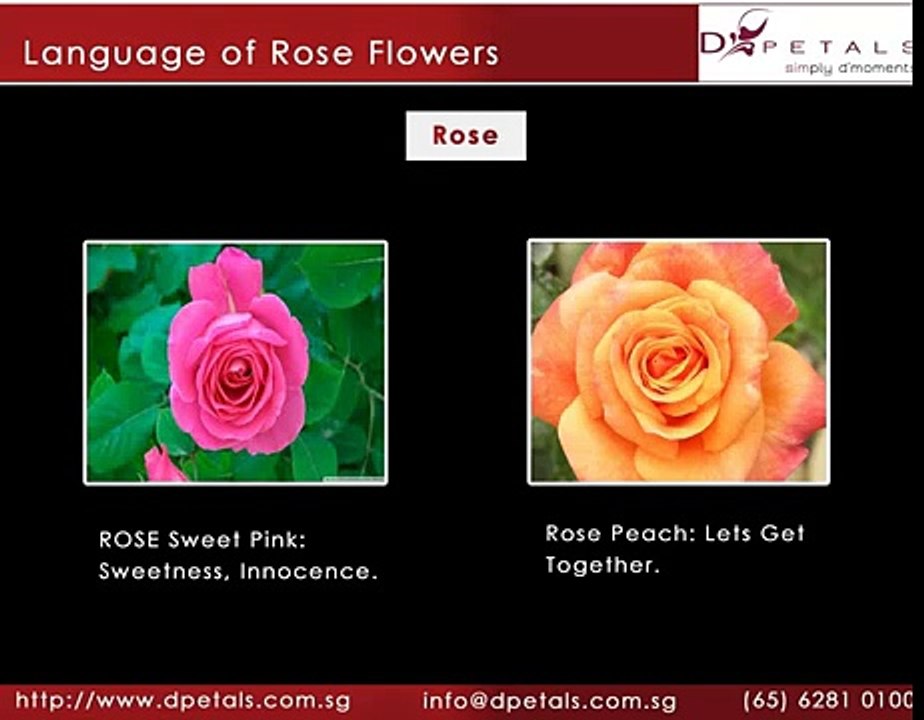 Language of Rose Flowers