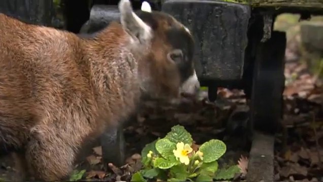 Cet homme a pour meilleur ami un bébé chèvre orphelin : trop mignon!