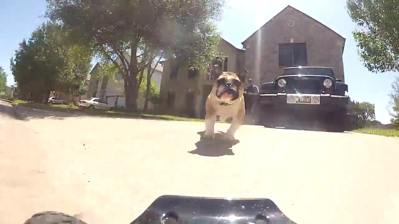English Bulldog trained to run after RC Cars and he loves that!