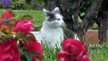 TOP Funny Cats 2014 Funny Cats Compilation 2014 New January Crazy Angry Funniest Videos Ever HD