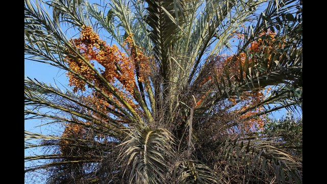 SOUK Targua n'touchka chtouka ait baha