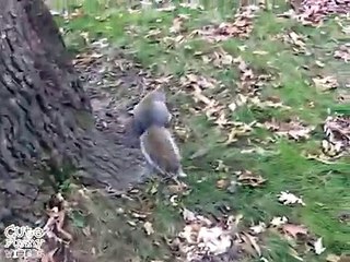 (99) Drunk Squirrel Had Too Many Fermented Pumpkins