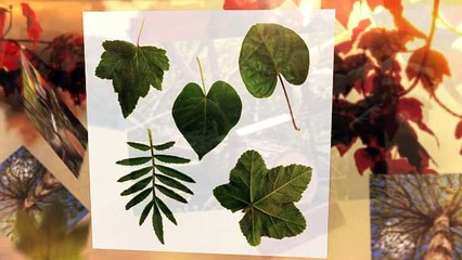 Save a Lot Tree Service - (757) 310-1663