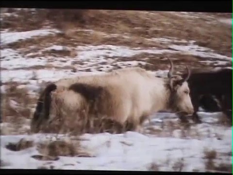 L'élevage, dévoreur de ressources ?