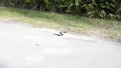 Weird Snake Goes Crazy And Commit Suicide.