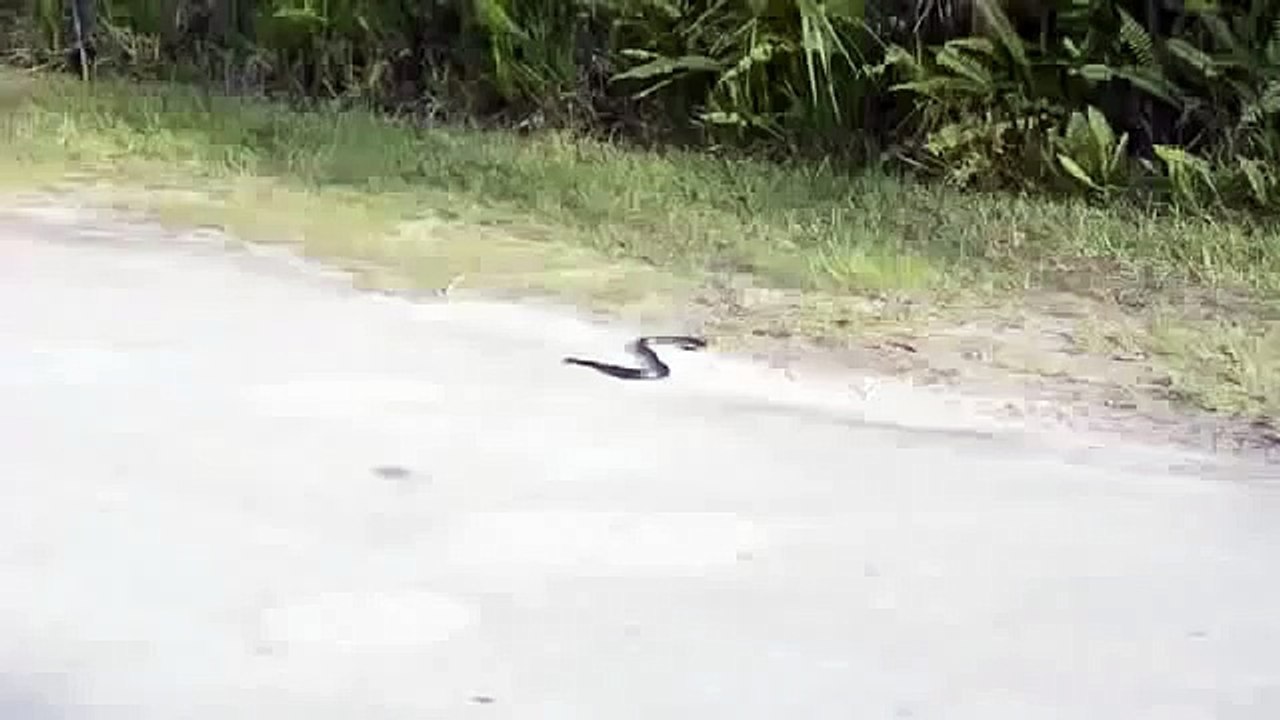 Weird Snake Goes Crazy And Commit Suicide.