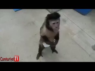 Akıllı maymun makineden içecek alıyor