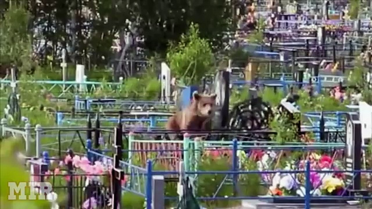 Verrückte hoppalas und auas aus russland