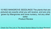 10 RED MANGROVE SEEDLINGS The plants that are pictured are exactly what you will receive, and are only grown by Mangroves and more nursery, not any other seller. Review