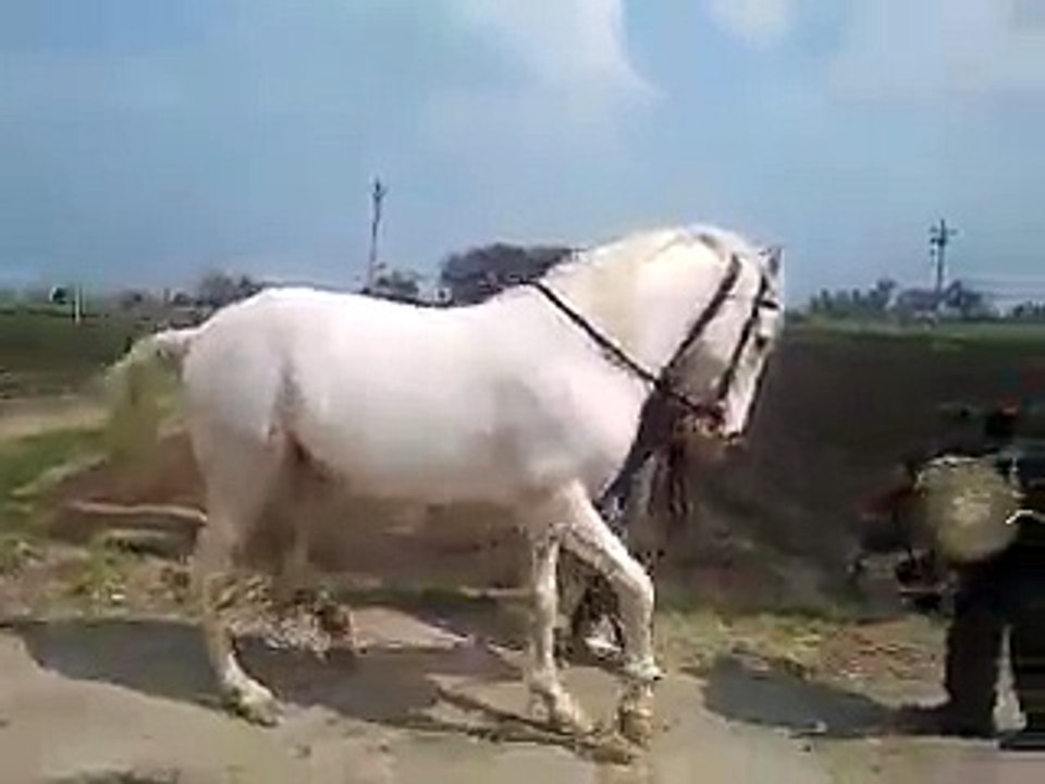 Horse Dance | Media World