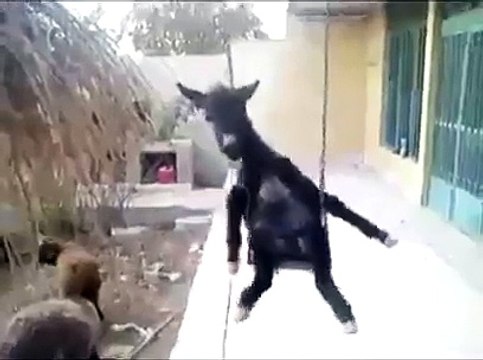 Eşekteki Rahatlığa Hayatı Tesbih Yapmış Sallıyo