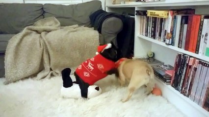 2 Frenchies and a Hat