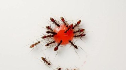 Des fourmis sont friandes du sirop de grenadine
