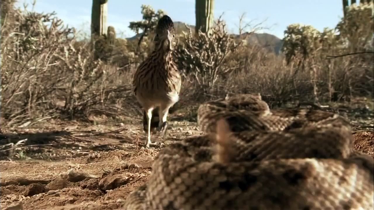 Roadrunner_and_Rattlesnake_fight