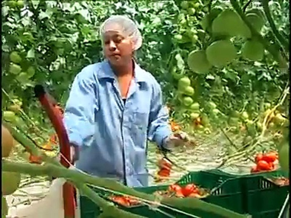 amazing tomato farm nice to watch.