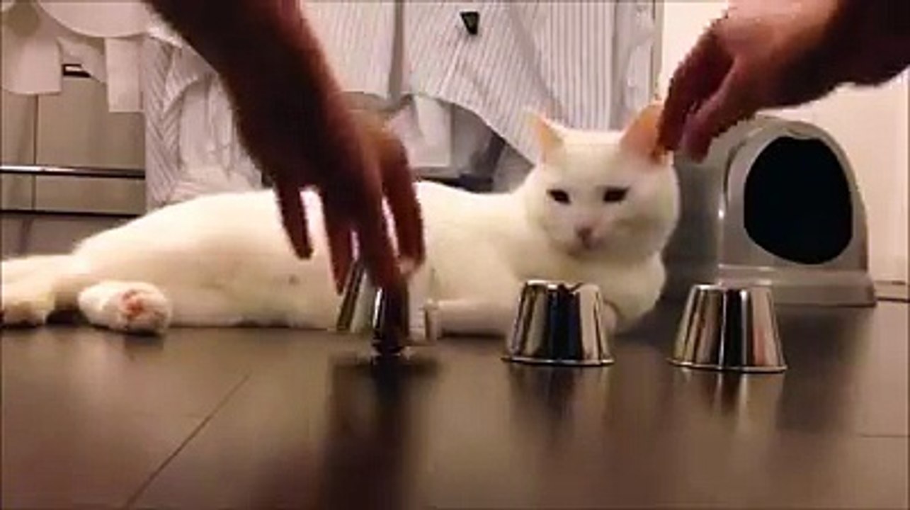 very inteligent cat very nice.