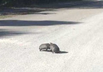 Shell on Shell Action as Tortoises Fight