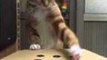 Cat Enjoys the Whack-a-Finger Game