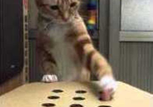 Cat Enjoys the Whack-a-Finger Game