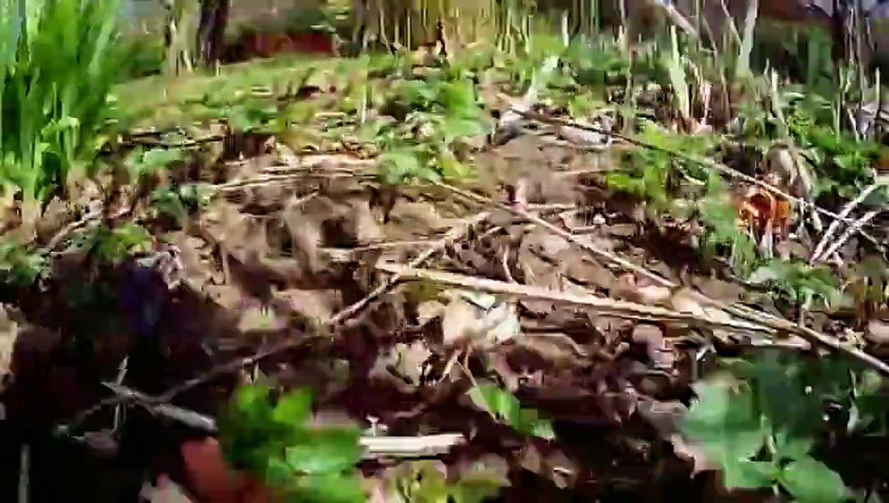 The Secret Life of the Cat : ล้วงลับถอดรหัสเหมียว [English Sub]