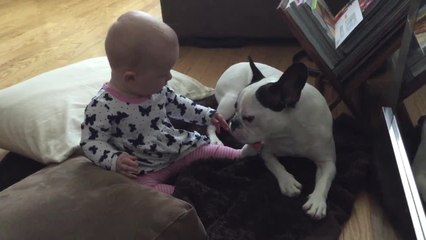Adorable baby meets patient Bulldog