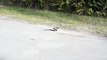Black Snake commiting suicide