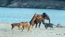 10 lions attacked on one elephent.