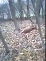 Deer Plays Dead And Scares The Crap Out Of Hunter