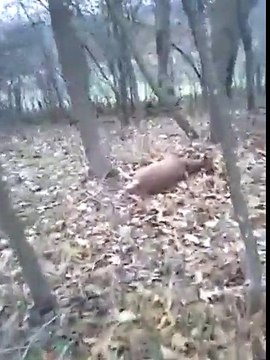 Deer Plays Dead And Scares The Crap Out Of Hunter