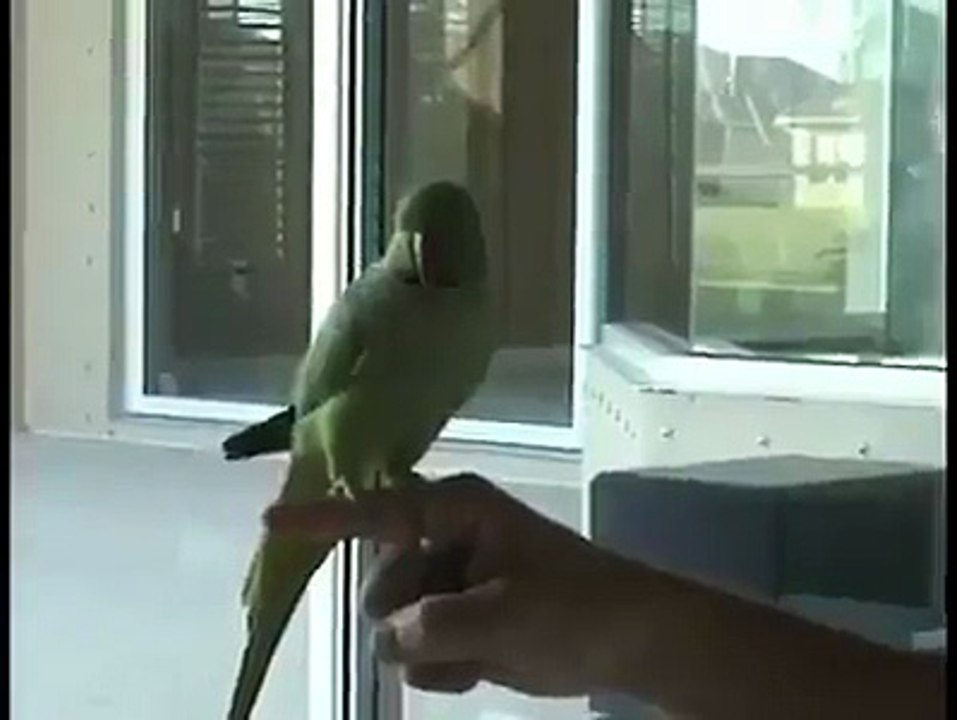 parrot