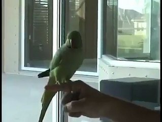 parrot