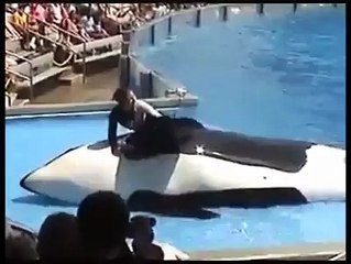 dolphin show