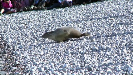 Noruega deja de subvencionar caza de focas