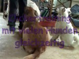 Clickertraining - Viele Hunde gleichzeitig