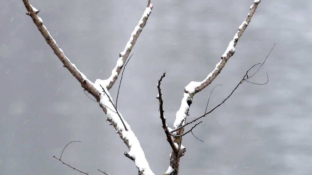 Kingfisher in Snow
