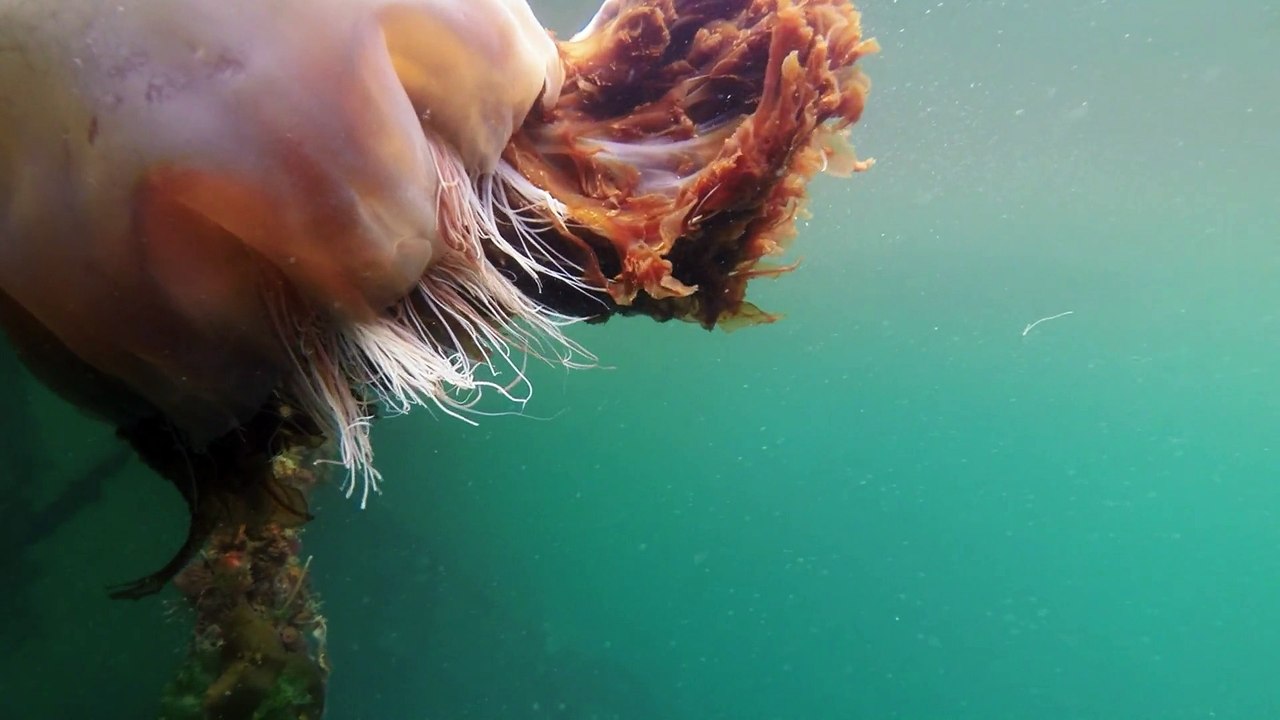 Lion's Mane Jellyfish