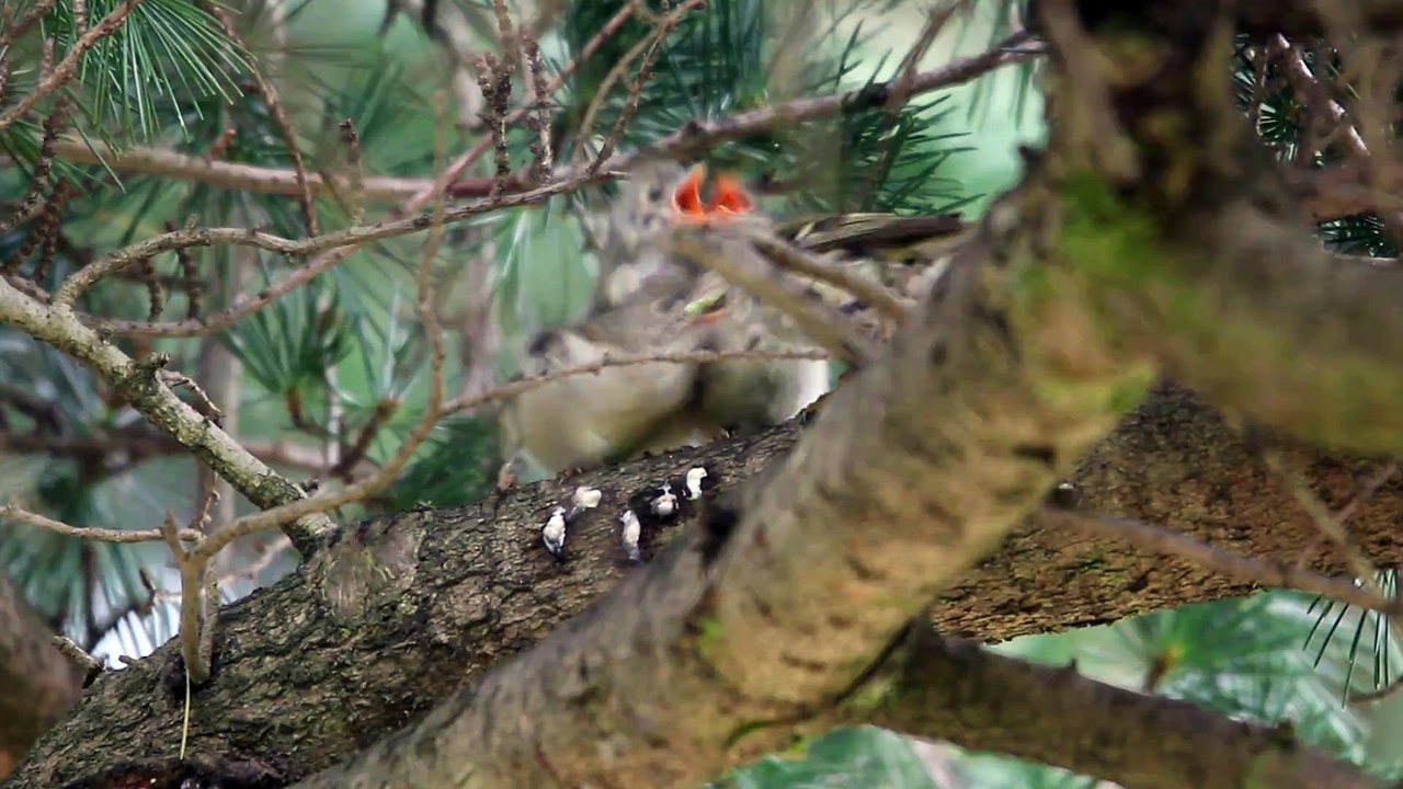 Three Goldcrest fledgelings