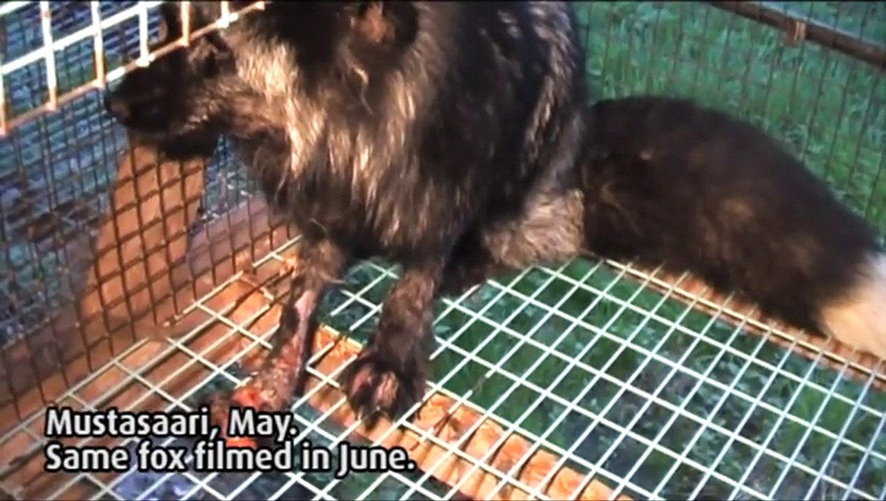 Investigation into fur farms in Finland 2011