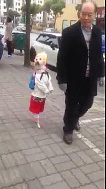 china : Disguised dog