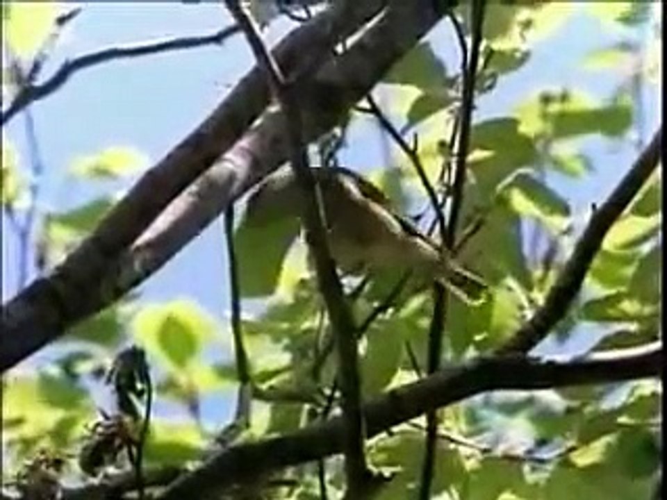 Les animaux, la vérité