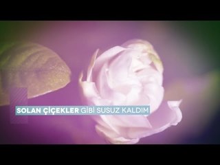 Fettah Can - Solan Çiçekler (Lyric Video)