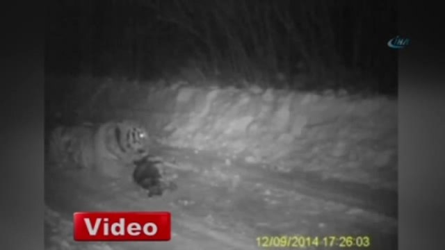 Rus Lider Putin'in Kaplanı Köpeği Böyle Yedi