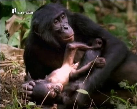 Histórias de Bebés Animais - Baby Tales - RTP2