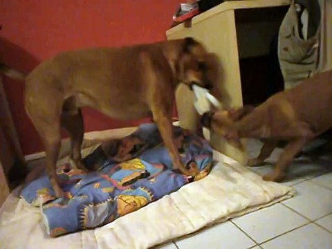 Jeux avec doudou entre Jade et Eros le 11-12-2014