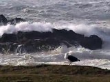 0.14 Seagull at Yachats, Oregon