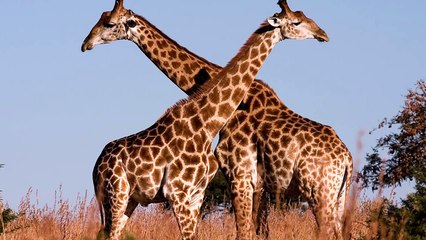 10 Largest Animals Of All Time